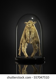 Taxidermy Siamese Lambs In Glass Cabinet