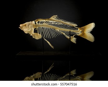 Taxidermy Skeleton Of Fish Against Black