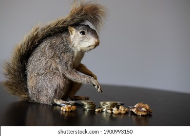 Taxidermy Squirrel With A Stash Of Money And Nuts On Grey Background