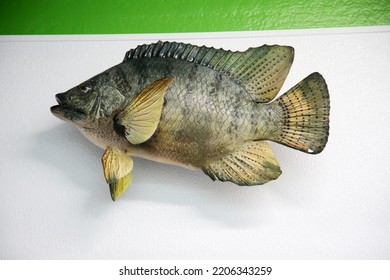 Taxidermy. Stuffed Fish Mounted To A Wall In A Sea Food Market. Trophy Fish On A Wall For People To Enjoy. Exotic Marine Life. Fish On A Wall.