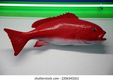 Taxidermy. Stuffed Fish Mounted To A Wall In A Sea Food Market. Trophy Fish On A Wall For People To Enjoy. Exotic Marine Life. Fish On A Wall.