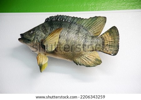 Taxidermy. Stuffed Fish mounted to a wall in a Sea Food Market. Trophy Fish on a wall for people to enjoy. Exotic marine life. Fish on a wall.