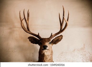 Taxidermy Stuffed Wild Elk Deer Head On Old Grungy Concrete Wall Dark Tone Image Huanted Dead Animal Concept