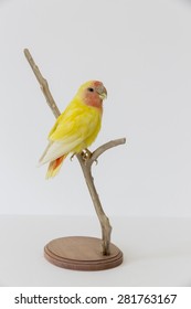 Taxidermy Stuffing Bird With Wooden Base 