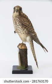 Taxidermy Stuffing Bird With Wooden Base 