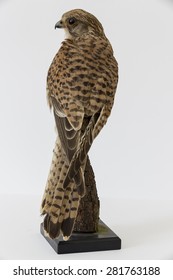 Taxidermy Stuffing Bird With Wooden Base 