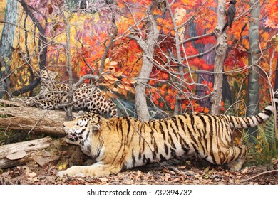 Taxidermy Of Tiger And Leopard