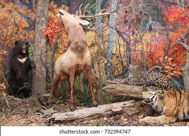 Taxidermy Of Tiger, Leopard, Deer And Asian Bear