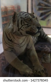 Taxidermy Of Tiger In The Museum