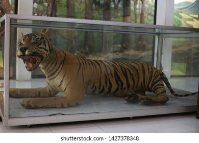 Taxidermy Of Tiger In The Museum