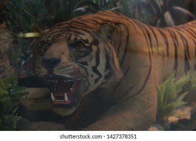 Taxidermy Of Tiger In The Museum