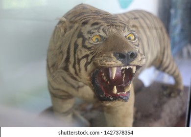 Taxidermy Of Tiger In The Museum