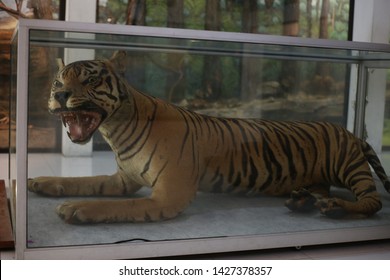 Taxidermy Of Tiger In The Museum