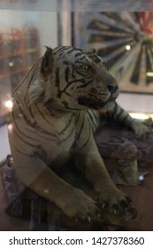 Taxidermy Of Tiger In The Museum