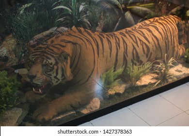 Taxidermy Of Tiger In The Museum