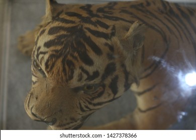 Taxidermy Of Tiger In The Museum