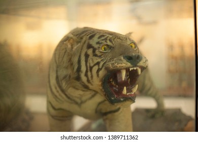 Taxidermy Of Tiger In The Zoo