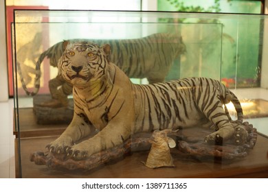 Taxidermy Of Tiger In The Zoo