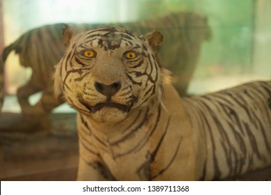 Taxidermy Of Tiger In The Zoo