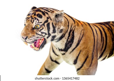 Taxidermy Tiger,Stuffed Tiger On White Background