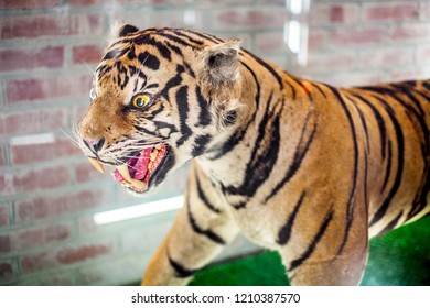 Taxidermy Tiger,Stuffed Tiger In Zoo