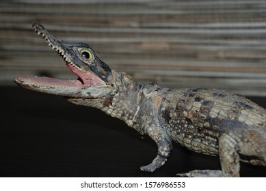 Taxidermy of young crocodile with blurred background