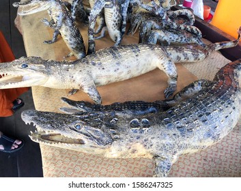 221 Taxidermy Crocodile Images, Stock Photos & Vectors | Shutterstock