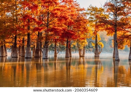 Taxodium distichum with red needles in Sukko, Russia. Autumnal swamp cypresses and lake with reflection.