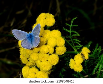  The Taxonomy Of The Genus Polyommatus Has Recently Been Revised So That It Now Includes Those Species Formerly Placed In Lysandra, Neolysandra, Sublysandra, Plebicula, Elviria, Rimisia, Bryna, Meleag