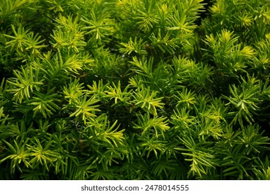 Taxus baccata cerca 