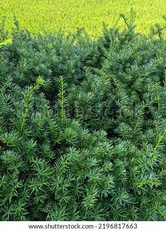 Taxus baccata close up. Green branches of yew tree(Taxus baccata, English yew