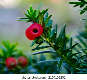 Taxus Baccata, The English Yew       