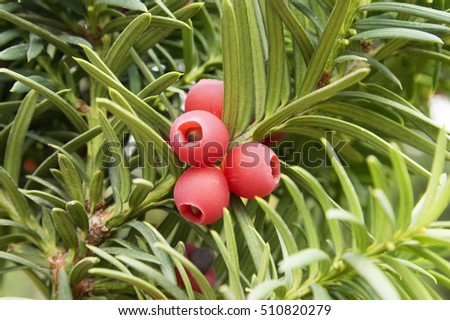 Taxus baccata, English yew, European yew, conifer shrub with poisonous and bitter red ripened berry fruits against blue sky