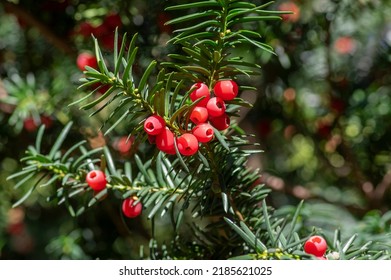 Taxus baccata European yew is conifer shrub with poisonous and bitter red ripened berry fruits in daylight