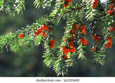 Taxus Baccata,  European Yew Tree