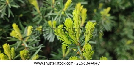 Taxus baccata, native to western, central and southern Europe, known as common yew, English yew, or European yew. 