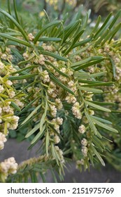 Taxus Baccata 'Repandens' (English Yew) Is A Small, Prostrate And Wide-spreading, Evergreen Shrub.