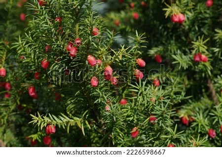 Taxus baccata is a species of evergreen tree in the family Taxaceae