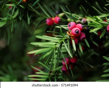 Taxus Baccata (yew Tree)