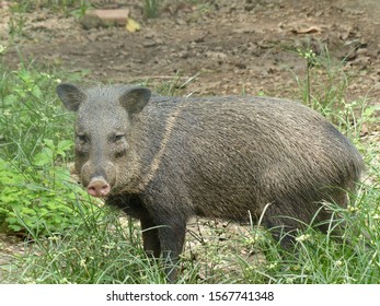 Tayassu Tajacu, Tayassuidae Family. Amazon, Brazil