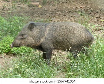 Tayassu Tajacu, Tayassuidae Family. Amazon, Brazil