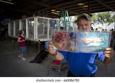 TAYLOR, TEXAS/USA - APRIL 201: Rattle Snakes Round Up. Before A Rattle Snakes Handling Demonstration, A Staff Member Shows Images Of The  The Consequences Of A Snake Bite