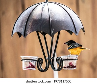 Taylors Falls, MN USA May 5, 2021 Male Baltimore Oriole Eating At A Jelly Bird Feeder In A Backyard In The Spring, Taylors Falls, Minnesota USA