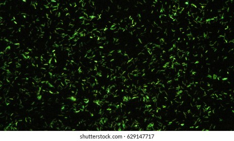 Tb Fluorescence Microscopy