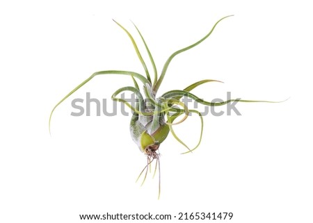 T.caput-Medusae in the white background. Tillandsia. single plant with roots. 