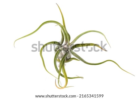 T.caput-Medusae in the white background. Tillandsia. single plant with roots. Close-up shot from top to bottom