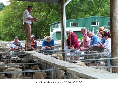 Te Kuiti, New Zealand - November 27 2013: Ram Sheep Auction