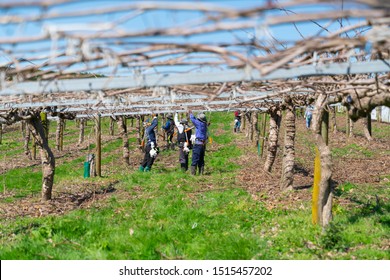 Te Puke New Zealand - September 20 2019; Pruning Gang Working Between Rows In Kiwifruit Orchard Before New Spring Growth