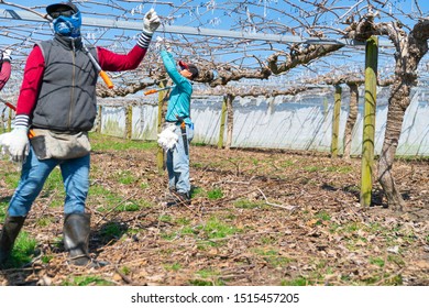 Te Puke New Zealand - September 20 2019; Pruners Working In Kiwifruit Orchard Before New Spring Growth At Pruning Time.