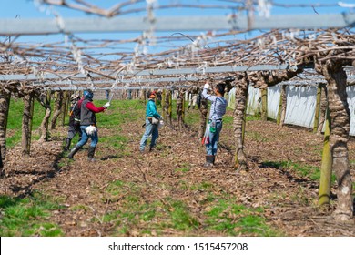 Te Puke New Zealand - September 20 2019; Workers At Pruning Time In Kiwifruit Orchard Before New Spring Growth.1